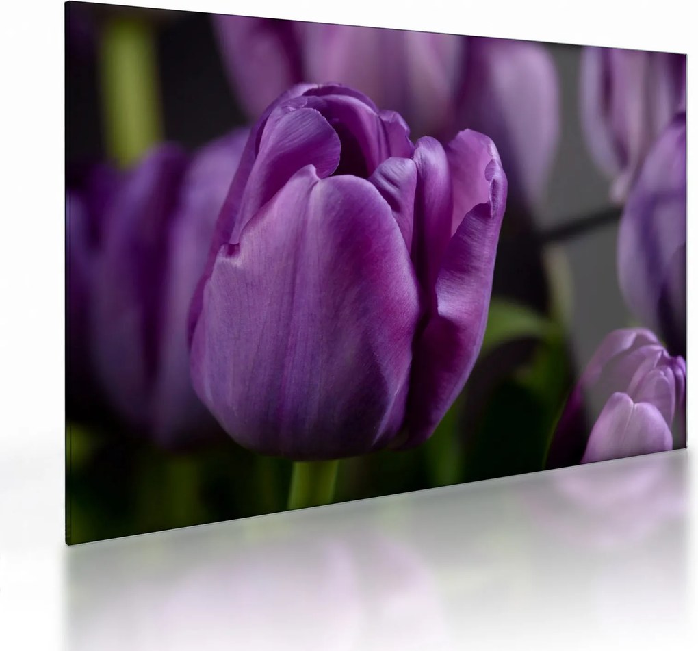 Sklenený obraz kvetov tulipánov (70x50 cm)