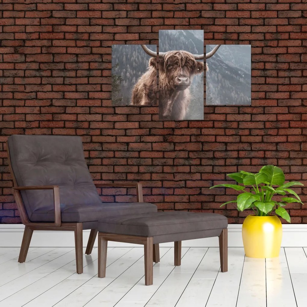 Obraz - Highlander krava (90x60 cm)