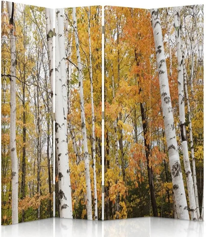 CARO Paraván - Birch Forest In Autumn | štvordielny | jednostranný 145x150 cm