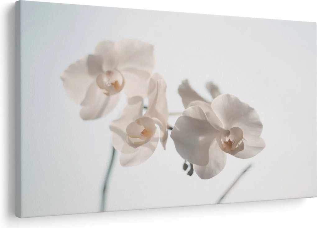 Obraz bielej orchidey (90x60 cm)