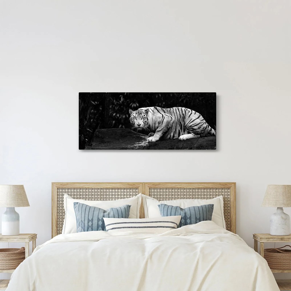 Obraz - Tiger albín, čiernobiely (120x50 cm)