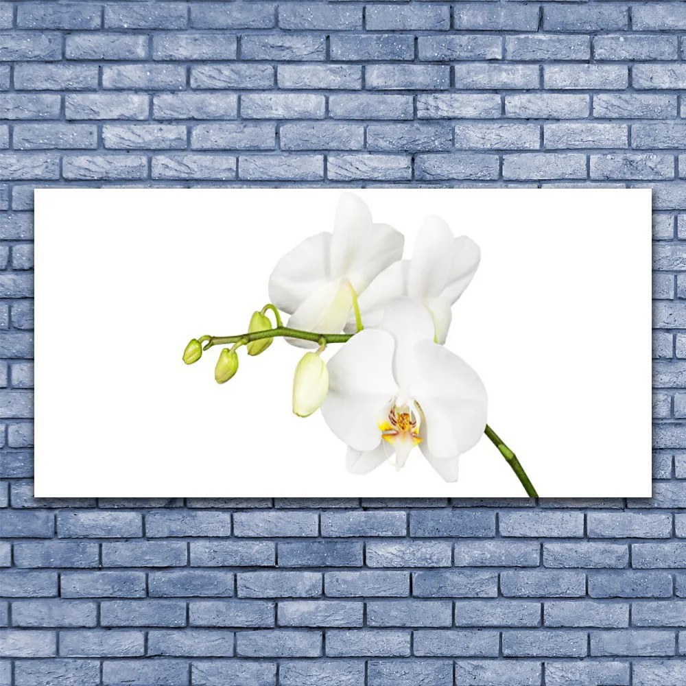 Obraz plexi Orchidea kvety príroda 120x60 cm