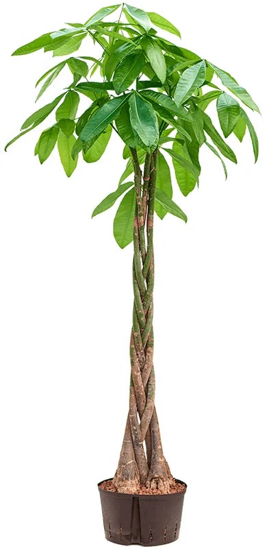 Pachira aquatica Stem braided 32/19 v.190 cm