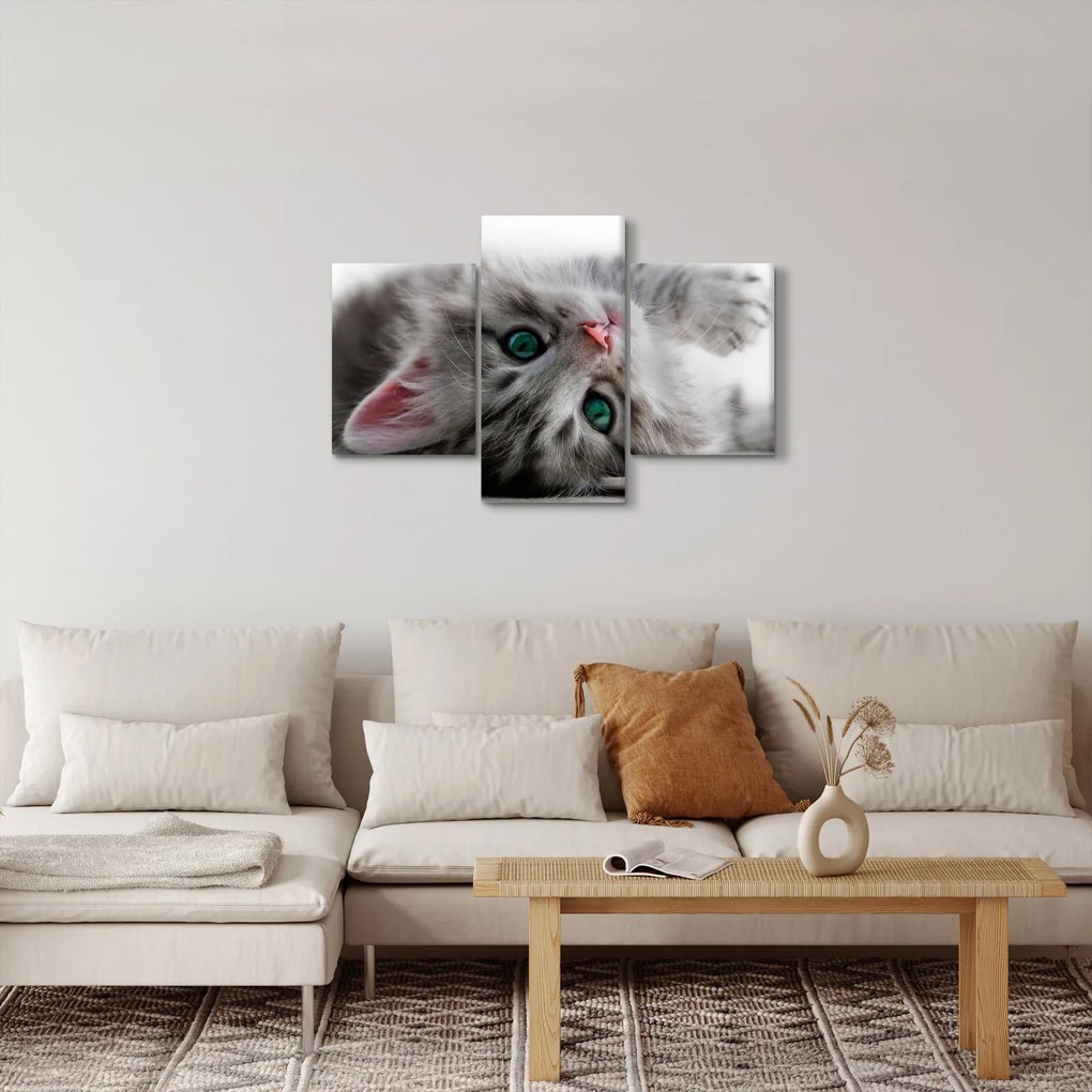 Obraz - Mačka so zelenými očami (90x60 cm)