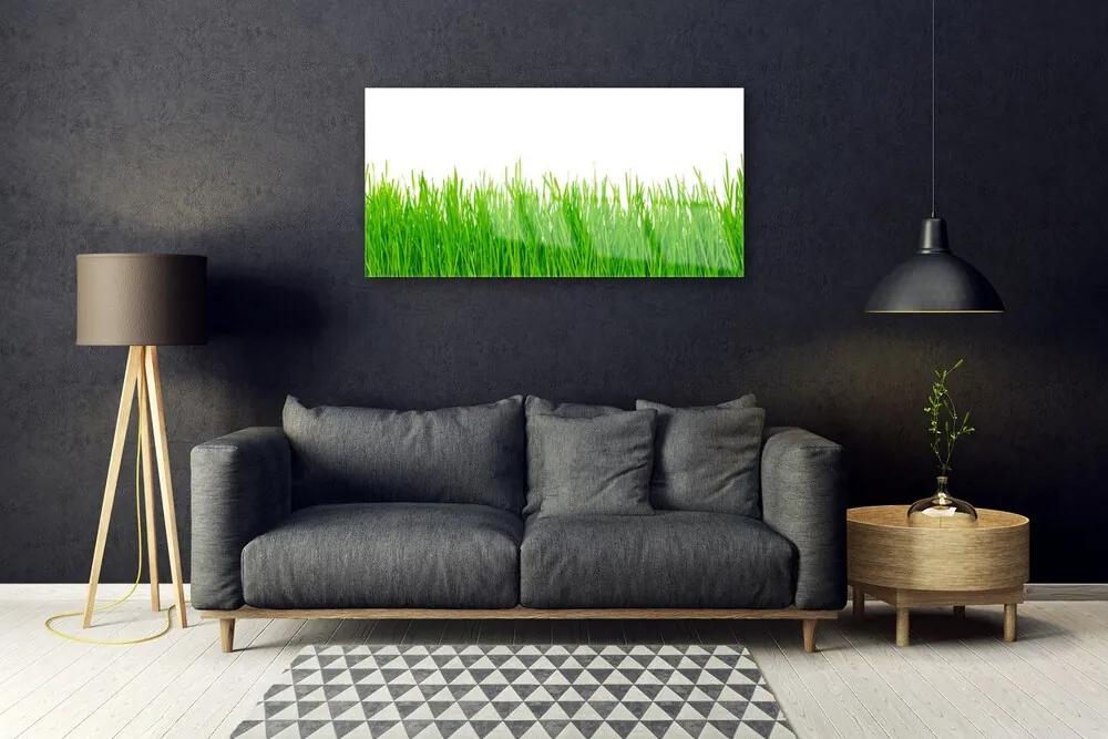 Skleneny obraz Tráva rastlina príroda 120x60 cm