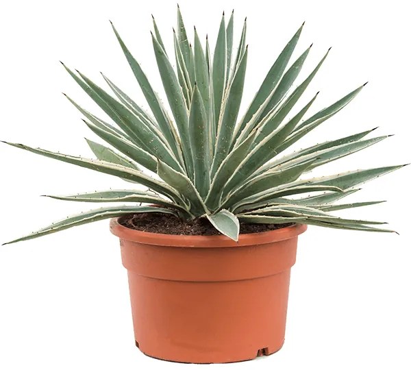 Agave angustifolia green/gray 27x45 cm