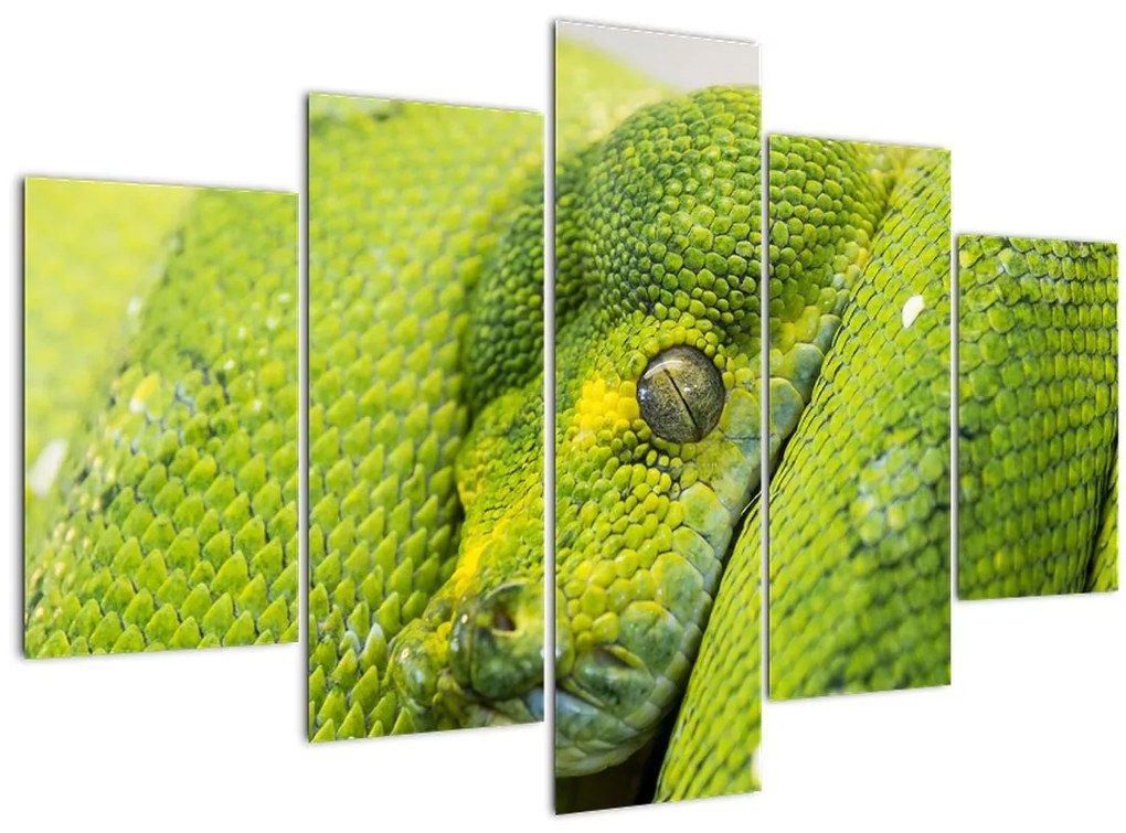 Obraz hada (150x105 cm)