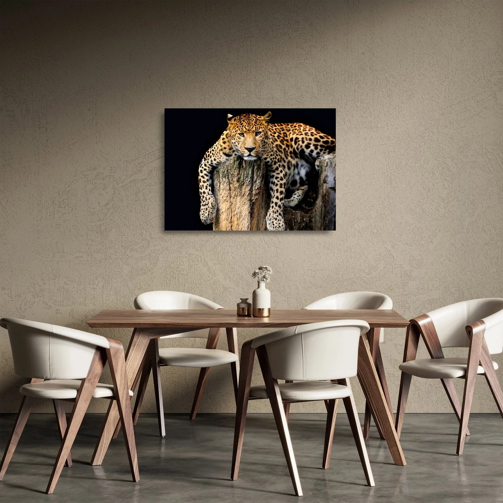 Sklenený obraz - Gepard (70x50 cm)