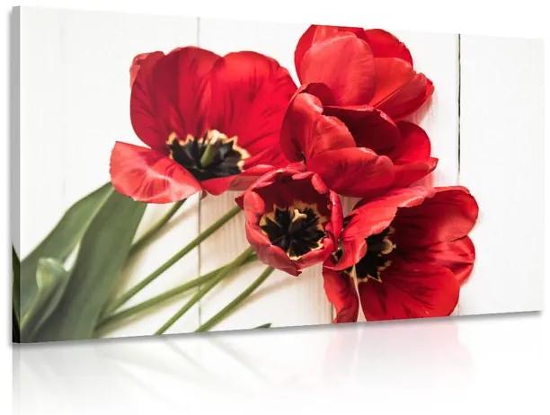 Obraz rozkvitnuté červené tulipány Varianta: 120x80