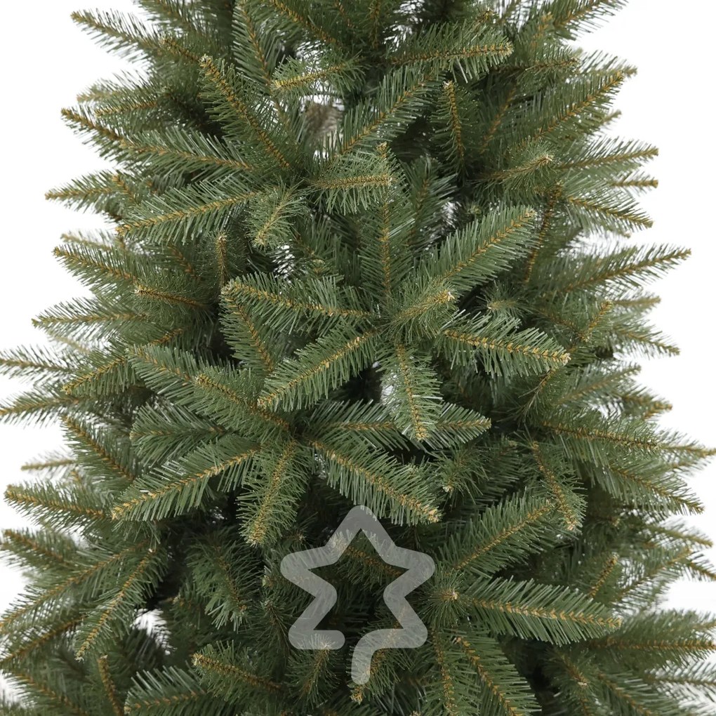 Smrek Kavkazský 210 cm