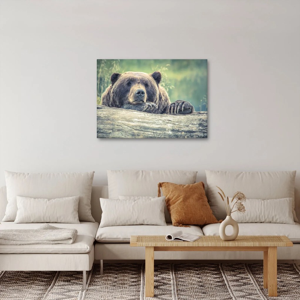 Obraz medveďa (70x50 cm)