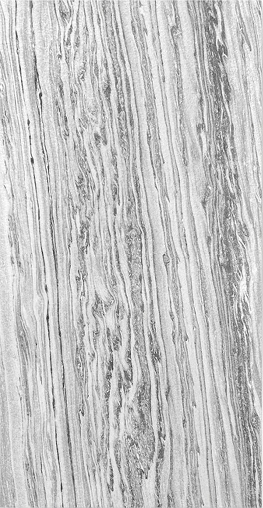 XXXLutz AKUSTICKÝ PANEL velikost: 52/104/0.7 cm Jangal - Online Only bytové doplnky - 003485001706
