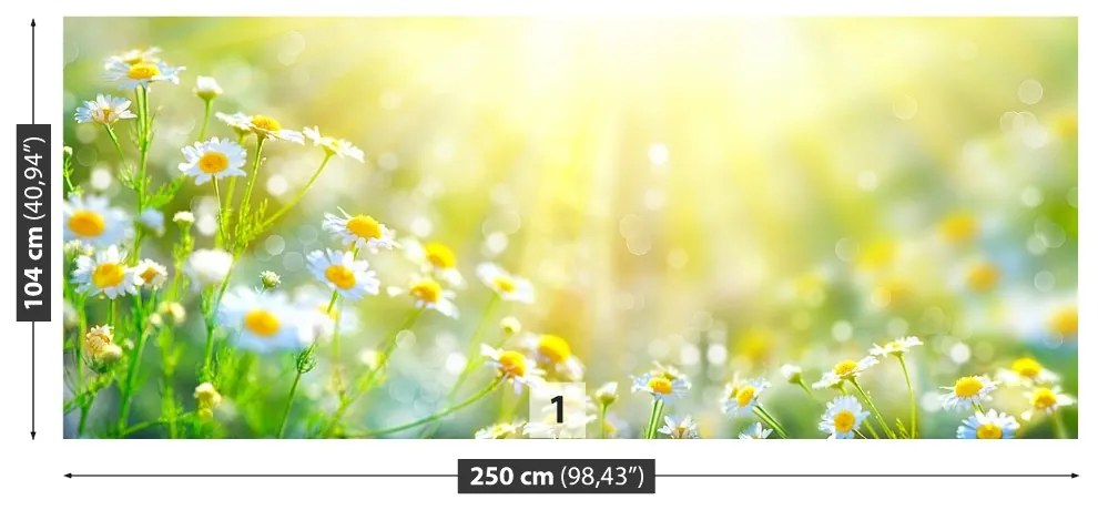 Fototapeta Vliesová Harmanček kvety 152x104 cm