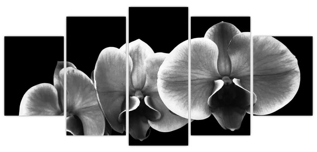 Čiernobiely obraz - orchidea