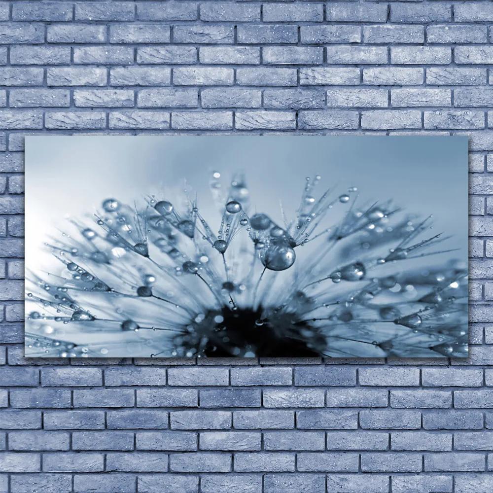 Obraz plexi Púpava kvet kvapky 120x60 cm