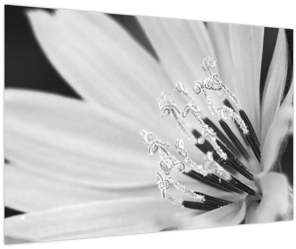 Obraz - Čiernobiely kvet (90x60 cm)