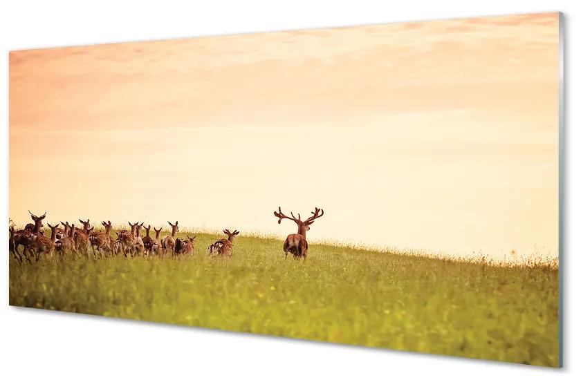 Sklenený obraz Stádo jeleňov poľa svitania 125x50 cm