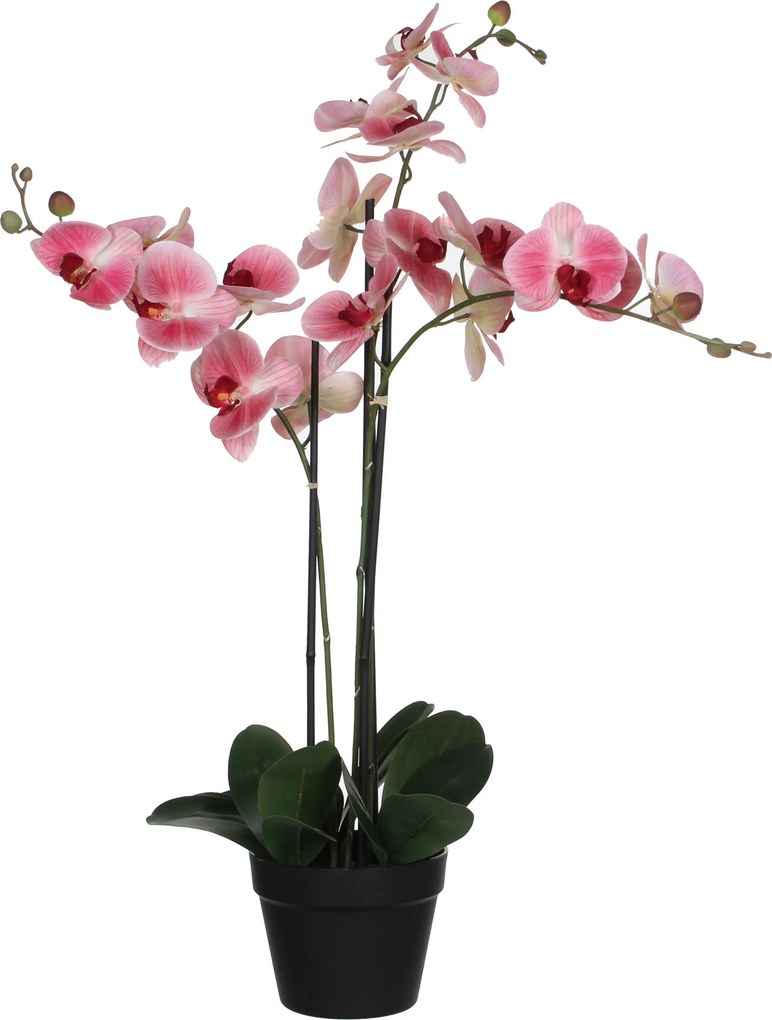 XXXLutz ORCHIDEA 79 cm - Kvety & kvetináče - 004536028904