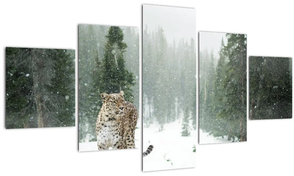 Obraz leoparda v snehu (125x70 cm), 40 ďalších rozmerov