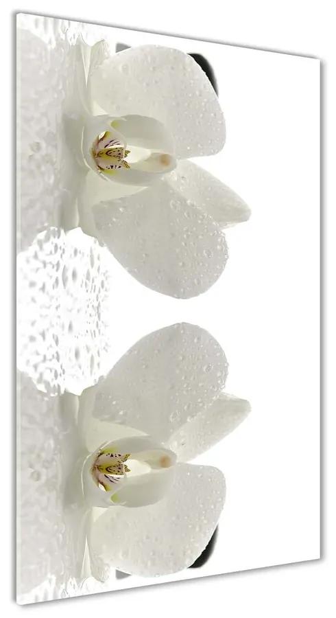 Foto obraz akrylový Orchidea a kamene pl-oa-70x140-f-49248021