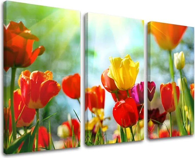 Obraz na stenu 3 dielny KVETY XOBKV145E30 - 90x60 cm