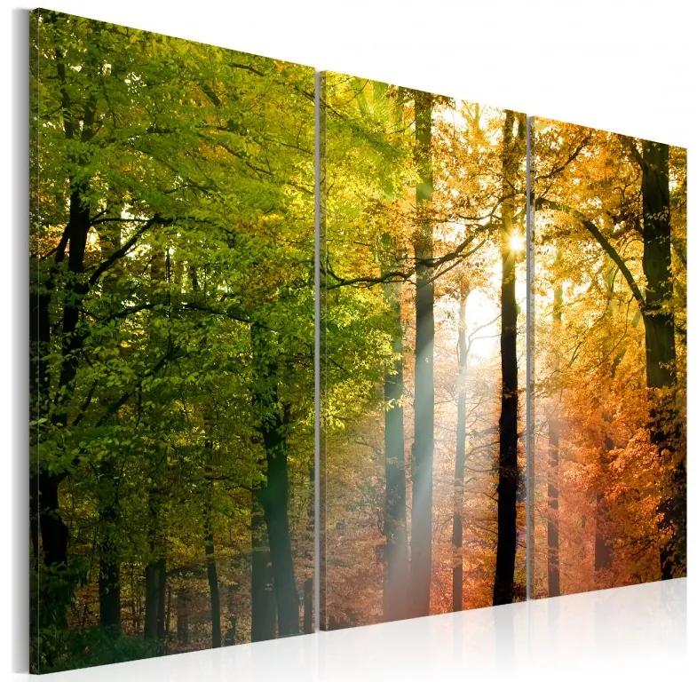 Artgeist Obraz - A calm autumn forest Veľkosť: 90x60, Verzia: Na talianskom plátne