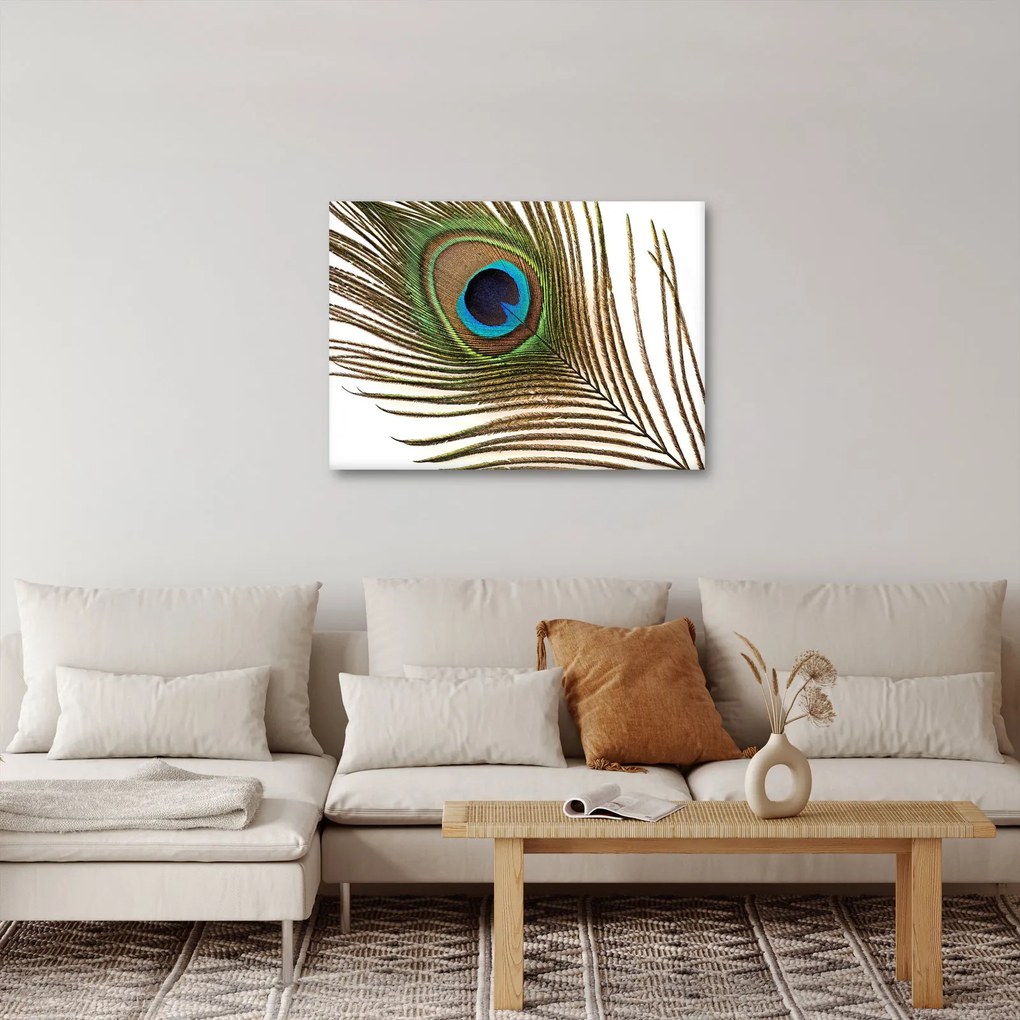Obraz pávieho peria (70x50 cm)