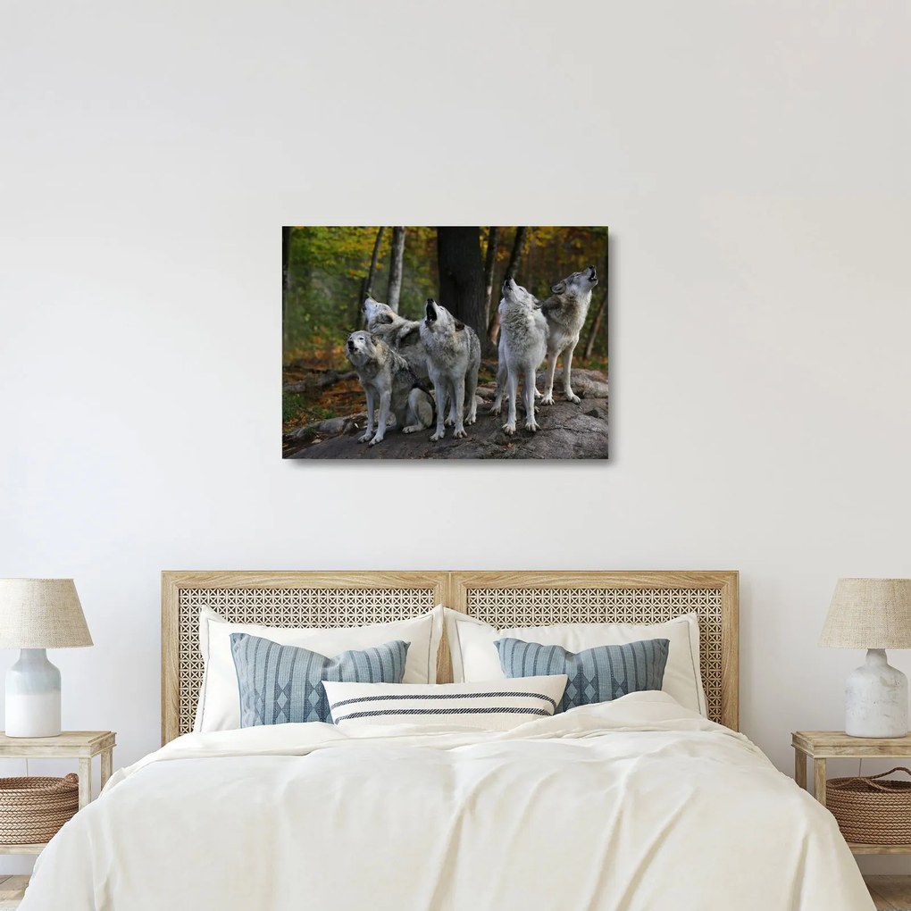 Sklenený obraz - Vlci na skale (70x50 cm)