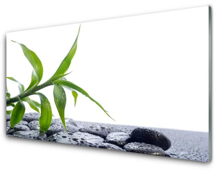 Obraz plexi List príroda kamene rastlina 120x60 cm