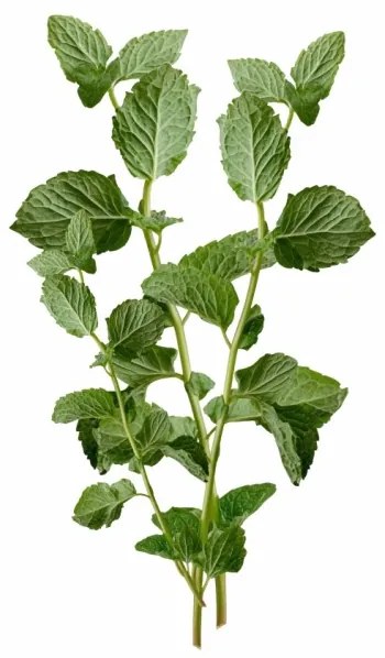 Aromatický vankúš Mint 50x70 cm EMI