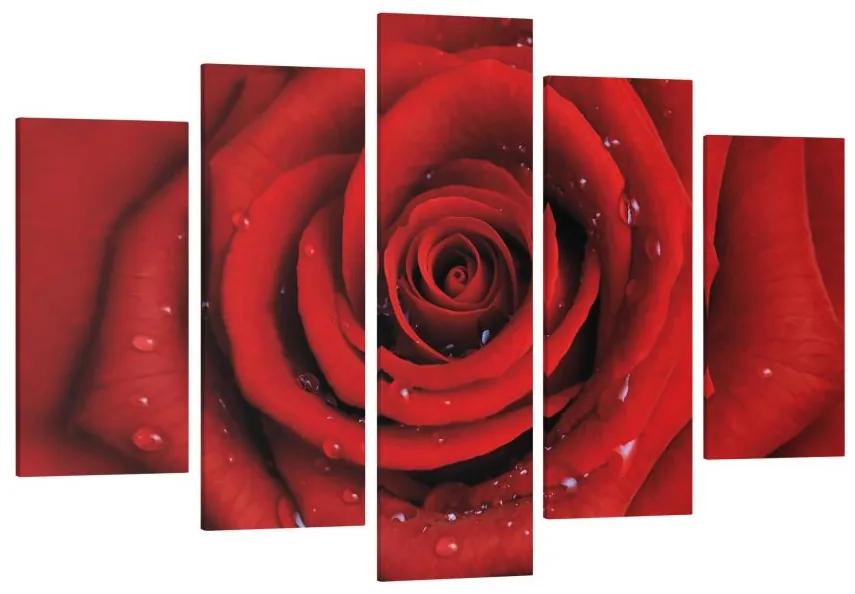 Manufakturer -  Päťdielny obraz Červená ruža s kvapkami vody