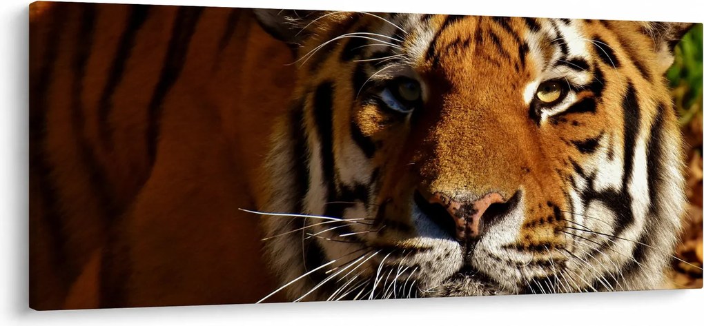 Obraz tigra (120x50 cm)