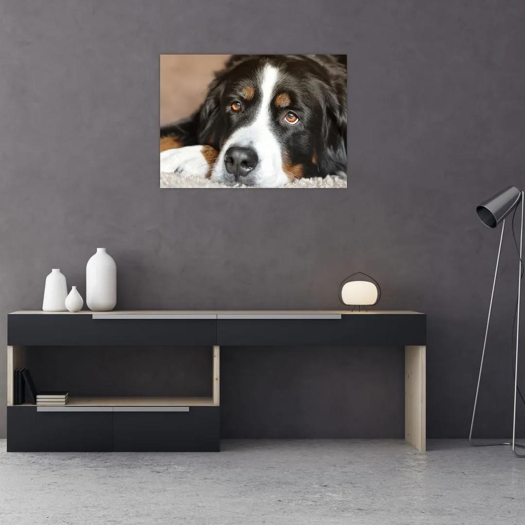 Sklenený obraz psa (70x50 cm)