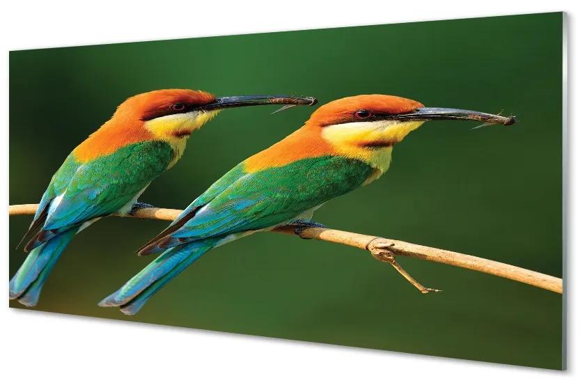 Sklenený obraz Farebné papagáj na vetve 100x50cm