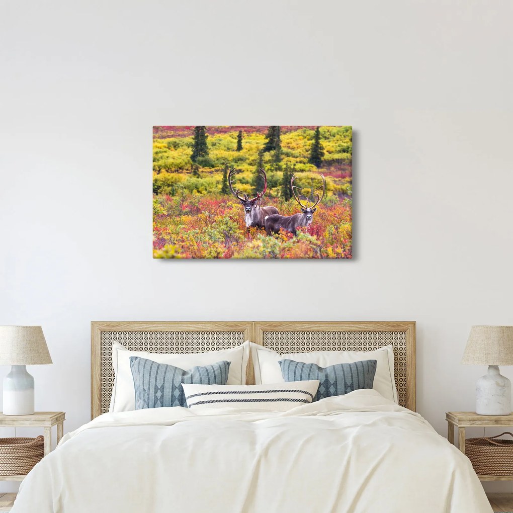Obraz - Karibu na Aljaške (90x60 cm)
