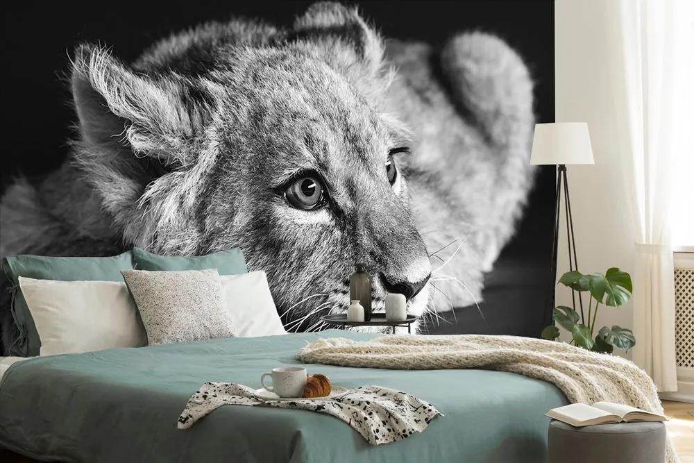 Fototapeta mláďa leva v čiernobielom - 150x100