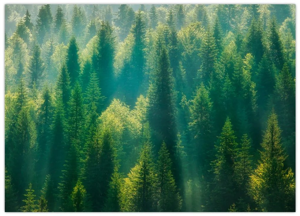 Sklenený obraz - Borovicový les (70x50 cm)
