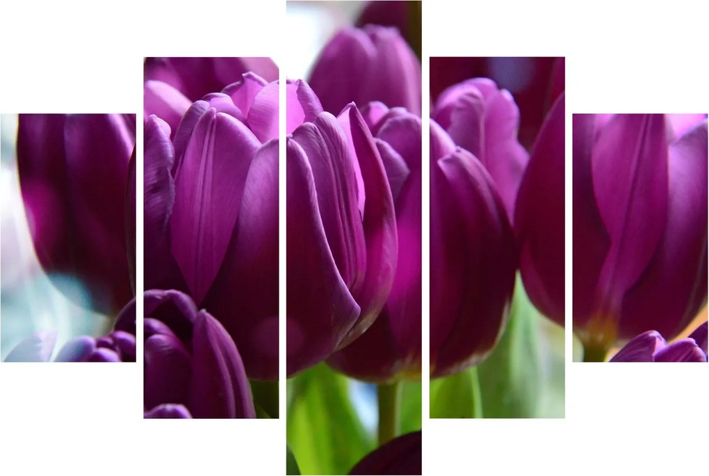 Obraz tulipánov (150x105 cm)