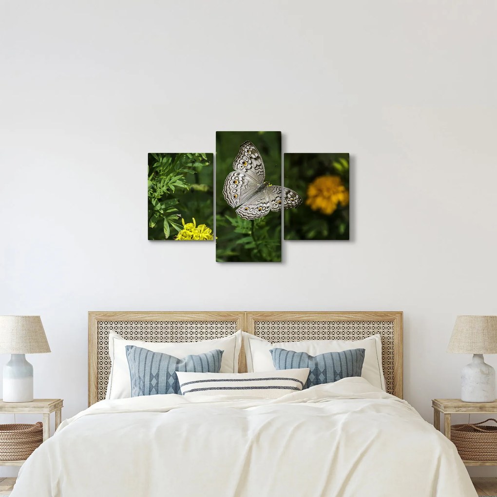 Obraz - biely motýľ (90x60 cm)