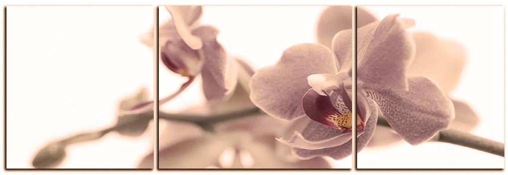 Obraz na plátne - Orchidea kvet izolovaná na bielom pozadí - panoráma 5222FC (120x40 cm)