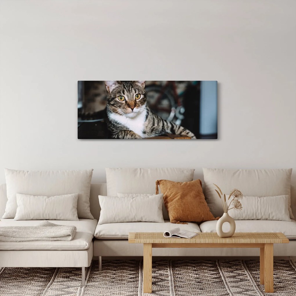 Obraz mačky (120x50 cm)
