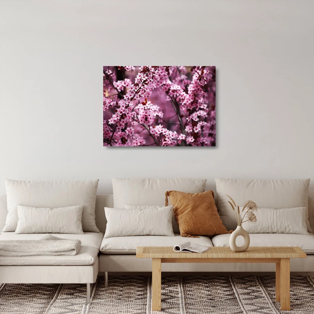 Sklenený obraz - Ružová sakura (70x50 cm)