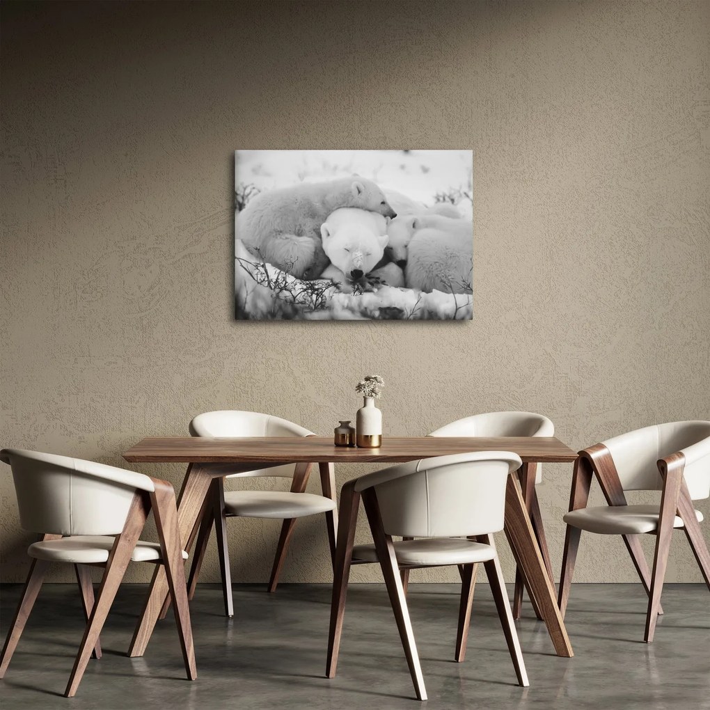 Obraz - Ľadové medvede (70x50 cm)