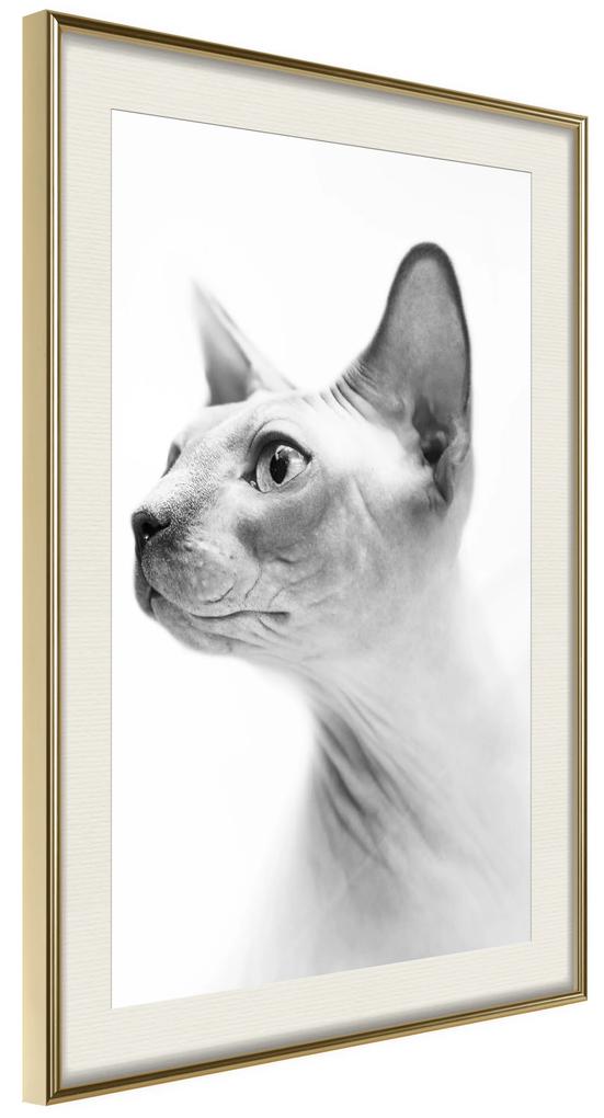 Artgeist Plagát - Hairless Cat [Poster] Veľkosť: 20x30, Verzia: Čierny rám s passe-partout