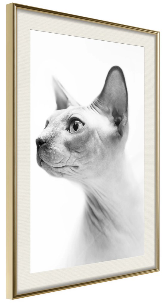 Artgeist Plagát - Hairless Cat [Poster] Veľkosť: 40x60, Verzia: Čierny rám s passe-partout