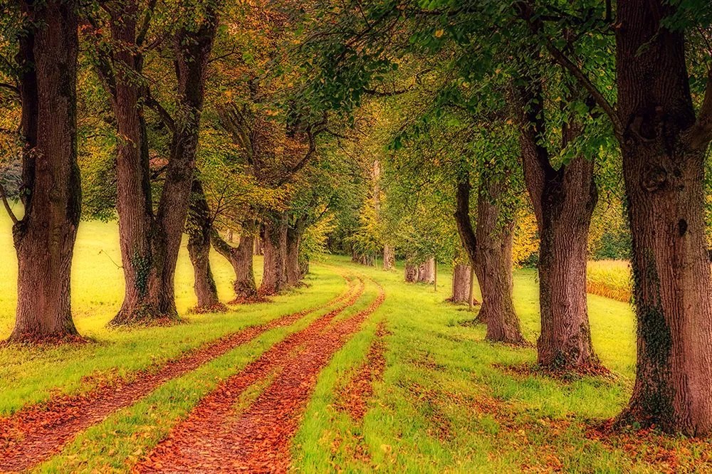 Tapeta chodník uprostred jesenných stromov