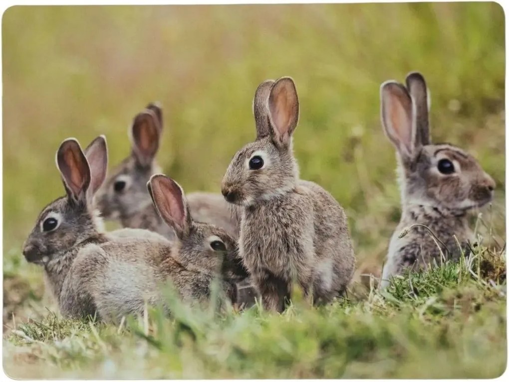 4ks pevné korkové prestieranie králičia rodina - 30*40*0,4cm