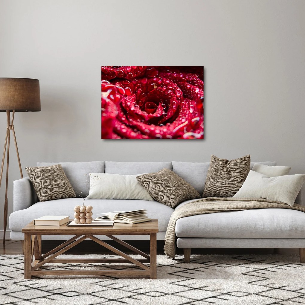 Obraz kvetu červenej ruže (70x50 cm)