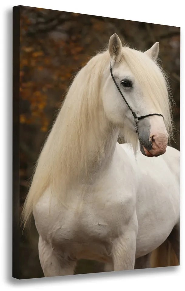 Foto obraz na plátne do obývačky Biely kôň pl-oc-70x100-f-20279247