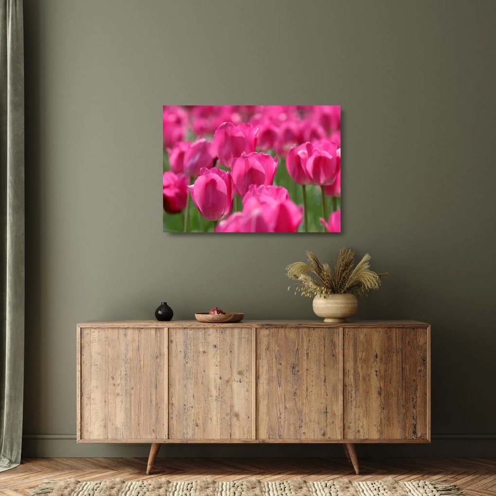 Sklenený obraz - Ružové tulipány (70x50 cm)